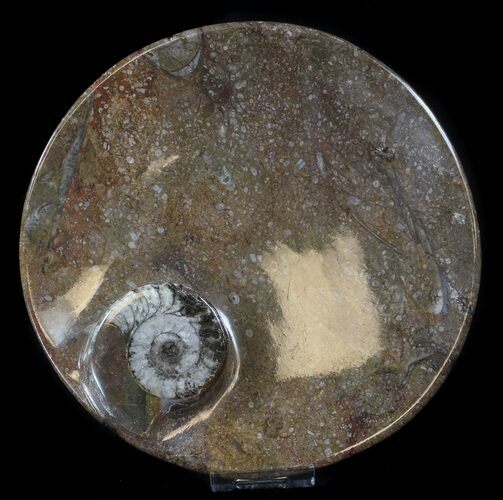 Fossil Orthoceras & Goniatite Plate - Stoneware #37562